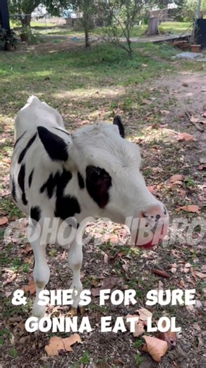 Is this the rarest fruit of Puerto Rico? #backyardfarm #LolaTheCow #Caimito #Rare #fruit