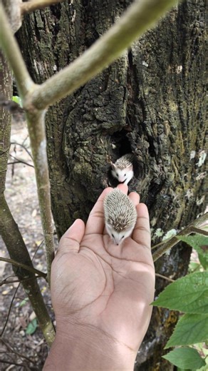 2.8K views · 13 reactions | Meet the baby hedgehog 璉懶 So small, so gentle, and full of quiet charm. A tiny soul taking its very first steps into a big, beautiful world. ✨ #MeetTheBabyHedgehog #BabyAnimal #CuteCreature #TinyExplorer #NatureMagic | Grafting Examples | Facebook