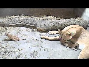 New Lion Cubs 1st Video - Cincinnati Zoo