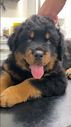 These Rottweiler puppies are just too adorable to handle! 🐶❤️