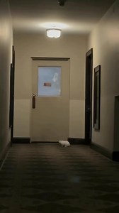 Squeeee! We are so excited when Peanut does her binkies, mom can’t help but hype her up 😊 . . 📸: Credit to the original creator @peanut_hotot 🩵 #bunny #rabbitsofinstagram #binky #bunnylove #bunniesofinstagram #rabbitlife #fluffybunny #cuteanimals #bunnyoftheday #rabbitsoftheworld #bunnylovers #bunnygram #bunniesworldwide #cutebunny #rabbitlove #ukbunnies #europets #canadarabbit #lapin #kaninchen #conejo #kanin #coniglio #instabunny #bunnystagram #lapindelagram #lapinaime #kaninchenliebe #lapi