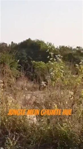 jungle mein ghumte hue