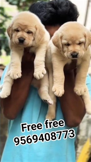 labrador puppy for free adoption available #puppy #shortvideos