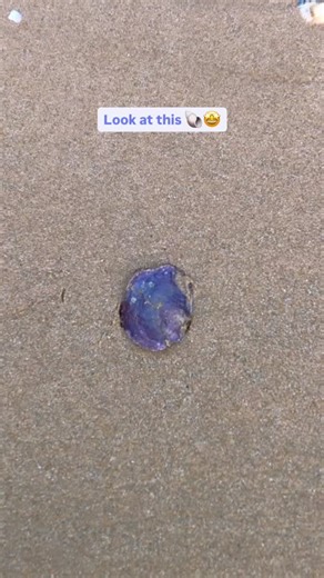 ༄ Wow, look at this beautiful pearly fuchsia pink 𝗝𝗶𝗻𝗴𝗹𝗲 𝗦𝗵𝗲𝗹𝗹 🤩🐚 It didn’t pop up at first because its shell was faced down. After putting it in the ocean to wash the sand off, the magic of shell became even more visible. ✨🐚🌺 The 𝙅𝙞𝙣𝙜𝙡𝙚 𝙎𝙝𝙚𝙡𝙡𝙨 or scientifically 𝗔𝗻𝗼𝗺𝗶𝗮 𝗲𝗽𝗵𝗶𝗽𝗽𝗶𝘂𝗺 are one of the most beautiful shells you can find on the beach of Portugal. This fuchsia pink shell has a layer of 𝗠𝗼𝘁𝗵𝗲𝗿 𝗼𝗳 𝗣𝗲𝗮𝗿𝗹 on the inner surface. It shows a w