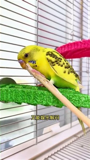 When the parrot is bored and grinds its beak, it eats it. It is nutritious and delicious. The pa