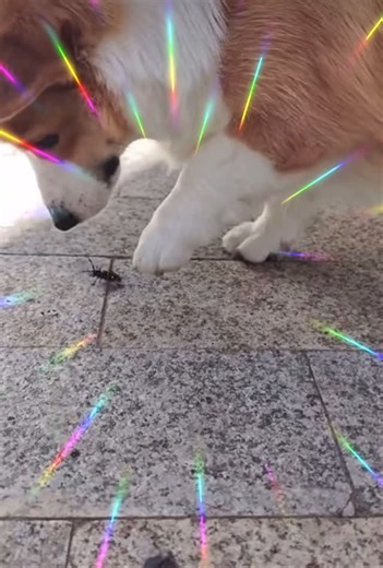 @rapchordates | #opiumimals #animals #rap #explore #reels #fyp I do not claim ownership to the original videos. DM for credit/removal. No copyright... | Instagram