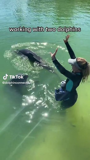 Working two dolphins vs working one dolphin #dolphin #dolphinconnection #dolphinencounter #dolphinexperience #dolphindiscovery #marinemammaltrainer #dolphintrainer #fyp #floridakeys #marinemammal #fypシ #foryou #foryoupage #viral #trending #education