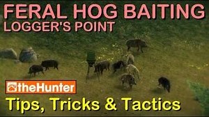 TheHunter Tips, Tricks & Tactics - FERAL HOG BAITING