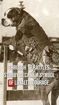 Warrior of the Week: Sergeant Stubby