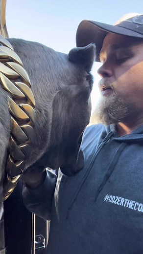 #dozerthecorso #canecorso #dogsoftiktoks