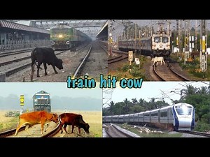 train hit cow train accident crossing railway line train hits cow