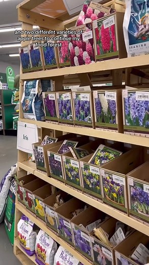 Let’s talk autumn planting after stopping by O’Toole’s Garden Centers! What I’m doing this autumn planting season! 1. Sowing fast growing, frost tolerant crops like salad greens and radishes! 🌱 2. Planting garlic to harvest next year! 🧄 3. Planting landscaping like shrubs, perennials, and trees so they can establish their root systems this autumn so they can focus on growth in the spring! 🌳 4. Planting ALL the spring floral bulbs!🪻🌷 #gardening #denver #gardentips #urbanhomestead #lowwaste #