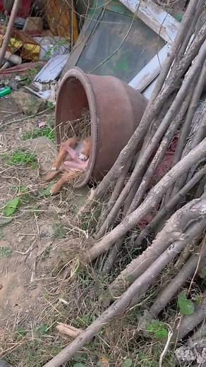 Adorable Puppy and Piglet Duo Cuddling in Barrel