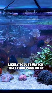 6.9K views · 29 reactions | Struggling to keep fish food out of your overflow? Feed mode is one way to help keep your fish fat and happy and minimize letting food go down the drain. Do you use feed mode when feeding your fish? | Bulkreefsupply.com - Saltwater Aquarium Supplies | Facebook