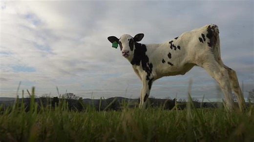 Birth of IVF calf hailed as 'significant' step in making dairy industry greener