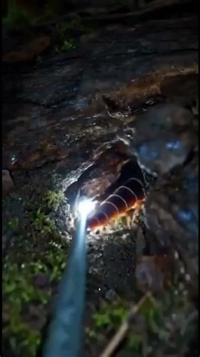 Scientific Leak: What a Woodlouse Sees Inside the Nest #fieldresearch #insects #pov #insectkingdom