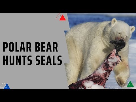 How Do Polar Bears Hunt For Seals ?