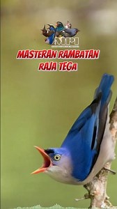 Masteran rambatan gacor #masteranrambatanparuhmerahgacor #masteranrpm #rambatanparuhmerahgacor
