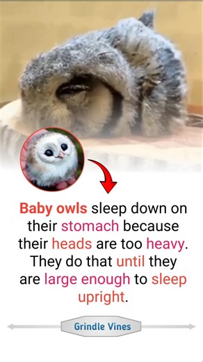 Why Baby Owls Sleep Like This 😳🦉