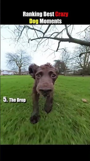 Ranking Best Crazy Dog Moments