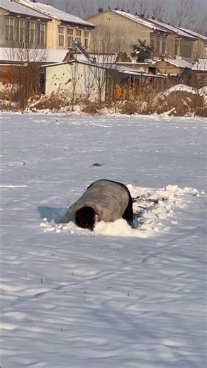 Unleash the Winter Fun: Real Snowmobile Adventures in the Countryside