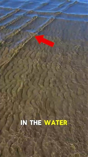 The Ocean’s Deadliest Trap? Never Swim Here! 🌊