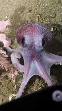 Octopus locomotion 🐙 #deepsea #argentina #science #marinelife