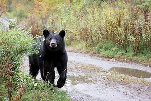 Bear spotted near N.J. mall, police say