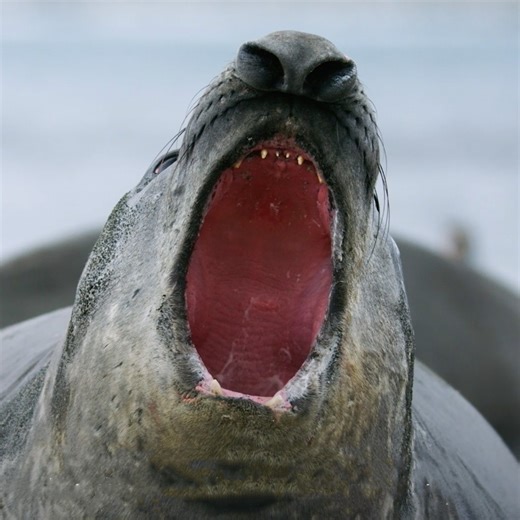 National Geographic Explorer Bertie Gregory witnesses King penguins arriving at the shore after months spent fishing. Some may not have set foot on land or seen their chicks for five months. With their bellies full of fish, the penguin parents now face the challenge of finding their young in the vast crowd of hungry chicks. However, there’s a colony of elephant seals blocking the way.. Find out if the penguins can overcome the roadblock to find and feed their young in Polar Worlds With Bertie Gr