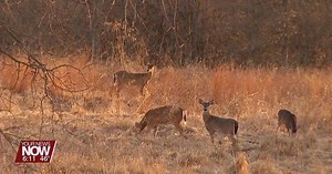 Chronic wasting disease confirmed in a deer killed in Allen County