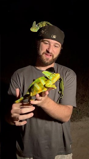 These lizards live in Florida??🦎 #herping #reptiles #wildlife #nature