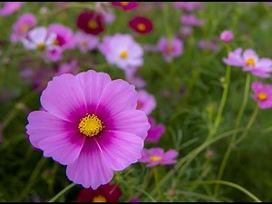 113秋桜(コスモス)－カラオケ