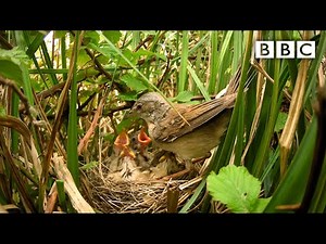 Live Springwatch: Day 18 🌦 2021 🐣 BBC