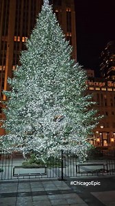Michigan ave Christmas 🎄 tree | Photography & Video Digital