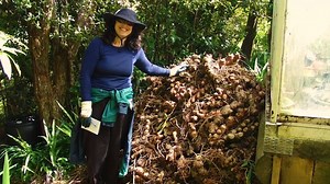 Wild ginger is an invasive weed that spreads quickly and prevents native regeneration. This Conservation Week, Pam shows us how to stop it in its tracks. Have you got any invasive weeds you're tackling in your backyard? #ConservationWeek #BackyardConservation | EcoMatters Environment Trust