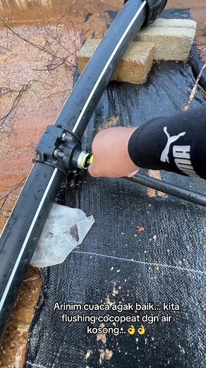 Flushing Cocopeat: Step-by-Step Guide for Dripper Installation