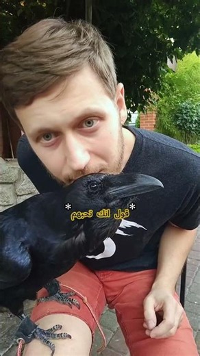 Touching the crow's beak was enough to make it feel insulted… and the reason is stranger than you...