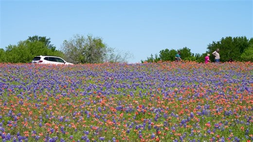 The 'Official Bluebonnet City of Texas' hosts the Bluebonnet Trails Festival this weekend