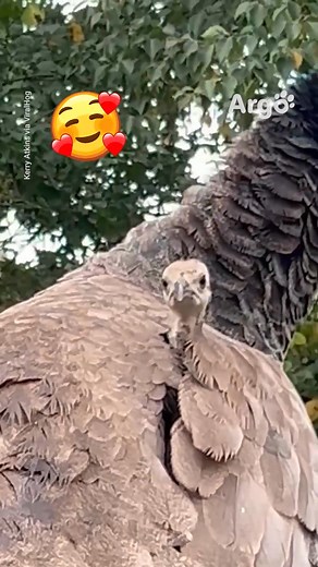 Une entrée en scène spectaculaire !! 😂🦚✨ | Argo France