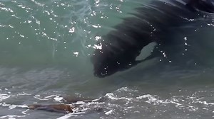 Watch: Orca Sneaks Through Wave to Eat Sea Lion