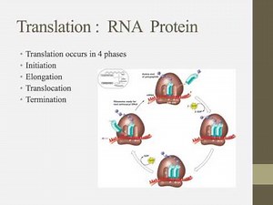 Notes for IB Biology chapter 7.3