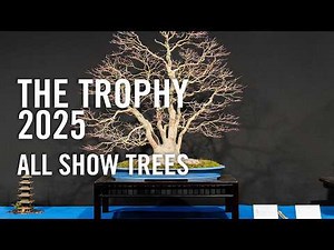 The Trophy 2025, the biggest bonsai show outside of Japan. All the show trees in detail. 盆栽