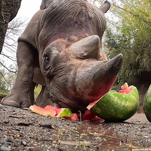 1.1M views · 8.9K reactions | King is a melon baller | Oregon Zoo | Facebook