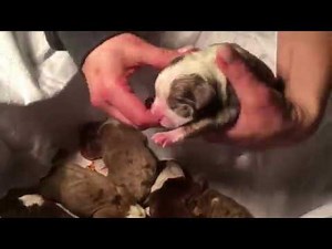 HOW A DOG GIVES BIRTH; HOW TO HELP DOG IN LABOR; PUPPY NOT BREATHING NORMAL; STUCK PUPPY