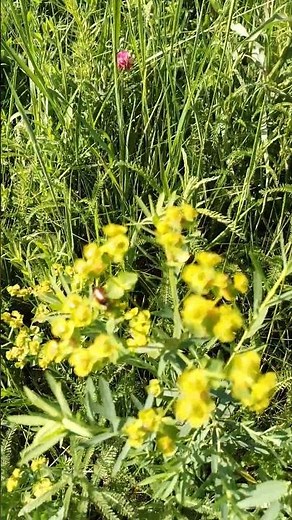 i Степові квіти Steppe flowers Степные цветы 11062025