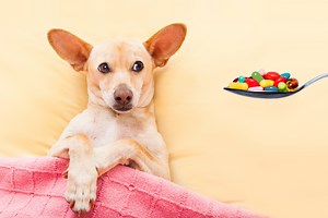 DIY Pet Pill Pockets: Effective Medicine Hacks For Picky Pets