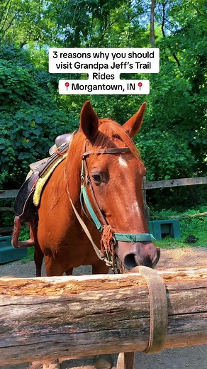 Use the number in our bio to book your ride today!!! #horses #trailriding #adventures #familyfun #morgantown #indiana #indy #horsesoftiktok #outdoors #funinthesun