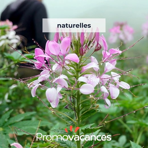 Explorez la beauté du Vietnam 🇻🇳 De la majestueuse baie d'Halong aux rizières en terrasses de Sapa, laissez-vous charmer par les beautés du Vietnam ainsi que par sa culture et sa gastronomie ! Une expérience unique à vivre lors d'un séjour ou d'un circuit : https://bit.ly/3wor7xq | Promovacances