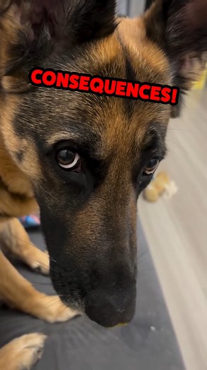 2.3M views · 35K reactions | OwWW you StOle mY FlOOf!  #animalvoiceover #talkinganimals #germanaccent #voiceover #funnyreels #dub #vo #germanshepherdsofinstagram #germanshepherdlovers #germanshepard #dog #dogsofinstagram | Rufus Goodboy | Facebook