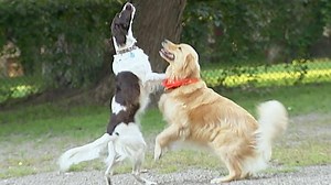 1.4M views · 10K reactions | If you love dogs and pranks this one is for you! | Just For Laughs Gags | Facebook